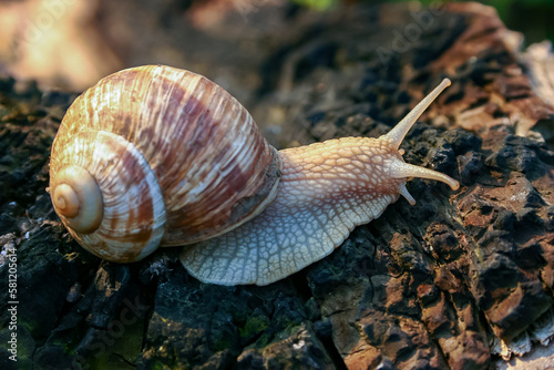 Grape snail (Helix pomatia), a gastropod crawls up a tree trunk