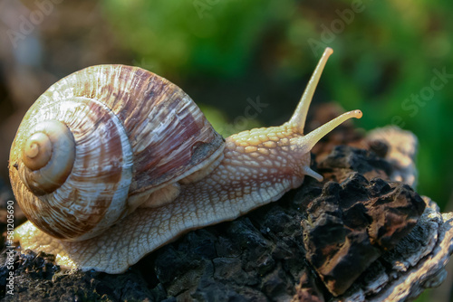 Grape snail (Helix pomatia), a gastropod crawls up a tree trunk