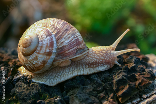 Grape snail (Helix pomatia), a gastropod crawls up a tree trunk