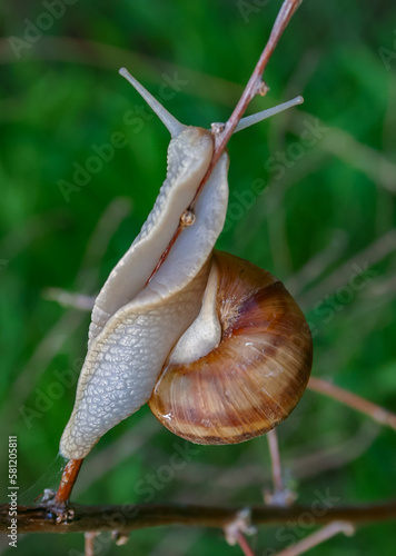 Grape snail (Helix pomatia), a gastropod mollusk crawling on a twig