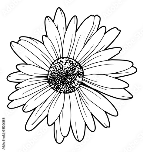 wild daisy line art 