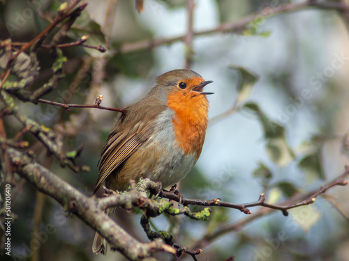 Closeup of a European robin bird singing on a branch against forest bokeh background in early spring in Ireland