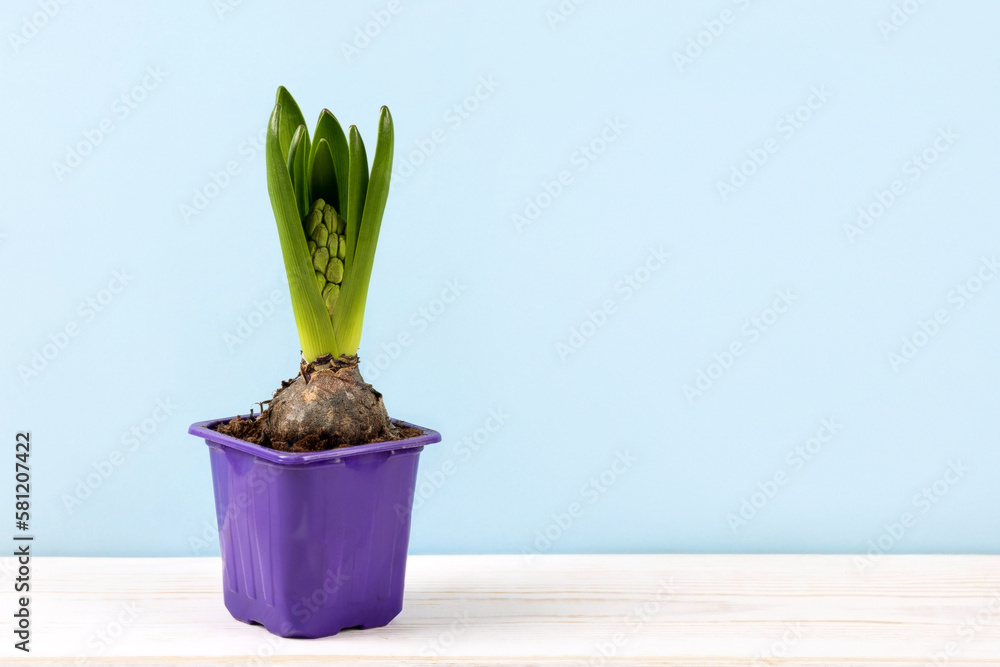 Spring hyacinth flower in a pot with a bud on the table. Home cultivation of primroses. The concept of spring and the first flowers Spring hyacinth flower in a pot with a bud on the table. Home cultivation of primroses. The concept of spring and the first flowers