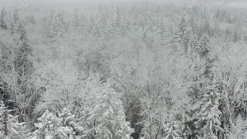 Aerial view of snow trees and revealing river landscape in washington wilderness near Mount Rainier National park during winter season - 4K Drone