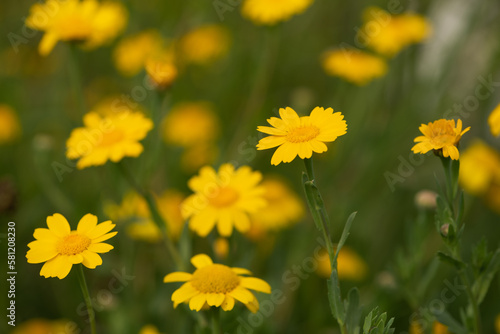 Yellow chamomile  golden daisy  Anthemis Tinctoria is an important herb.