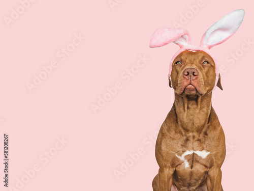 Lovable  pretty puppy and bunny ears. Close-up  studio shot. Day light. Concept of care  education  obedience training  raising pet