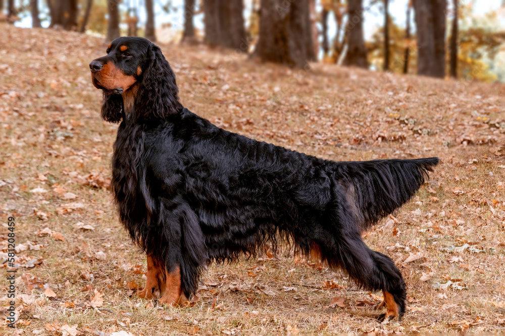 Magnificent Gordon Setter hunting dog standing in the in the autumn forest Magnificent Gordon Setter hunting dog standing in the in the autumn forest