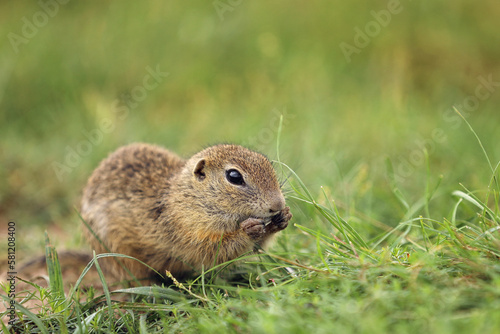 European ground squirrel eating in the grass. Spermophilus citellus Wildlife scene from nature. Ground squirrel on meadow