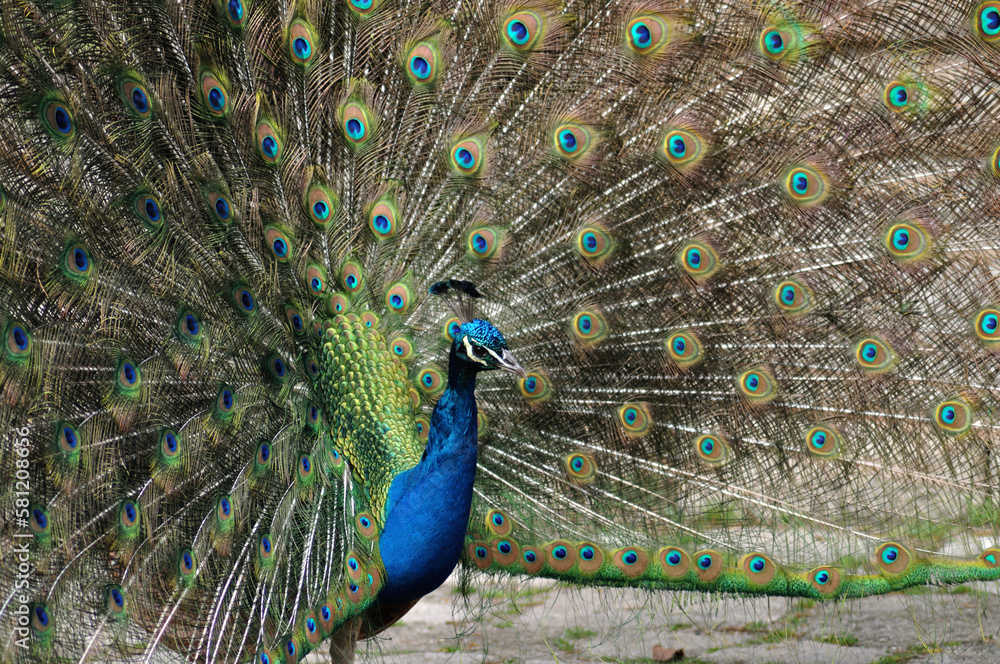 Obraz premium Peacock showing opened tail, enchanting female, large bird with colorful feathers