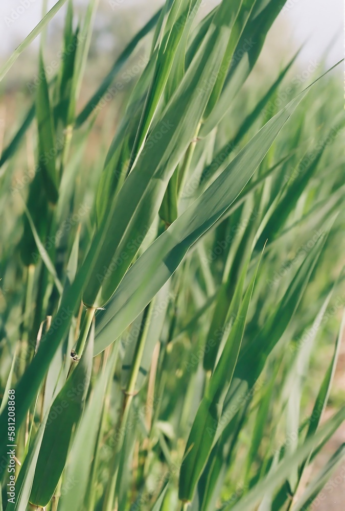 Fototapeta premium field of wheat