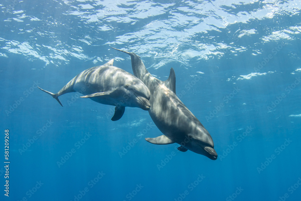 Fototapeta premium Bottlenose dolphins, French Polynesia