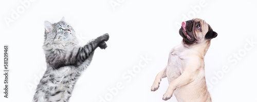 Portrait of jumping, happy puppy of pug breed and grey cat on white background. Free space for text. Wide angle horizontal wallpaper or web banner. 