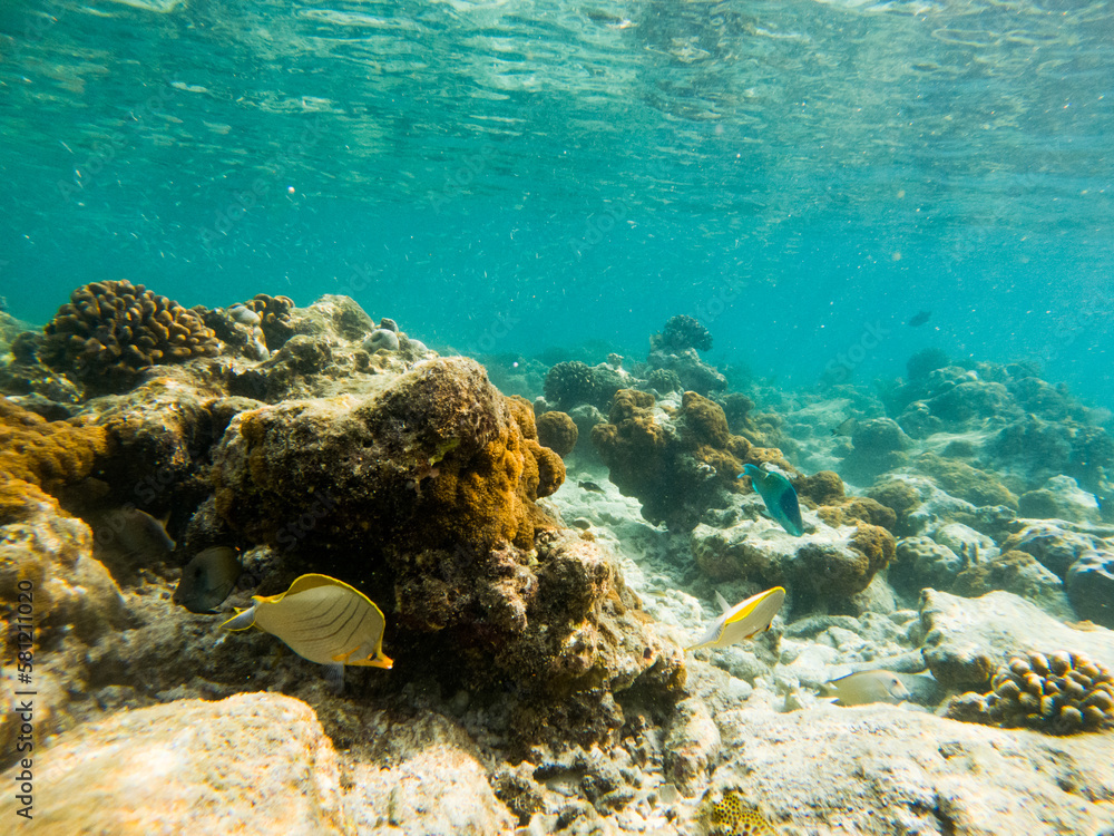 corals and tropical fish underwater sea life