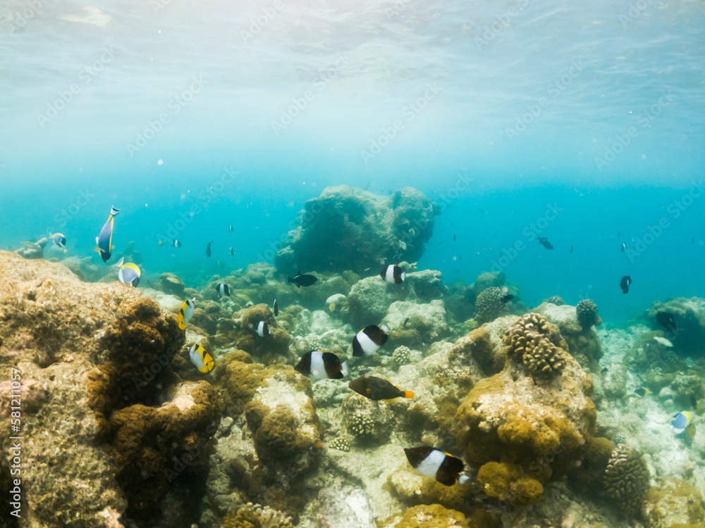 corals and tropical fish underwater sea life