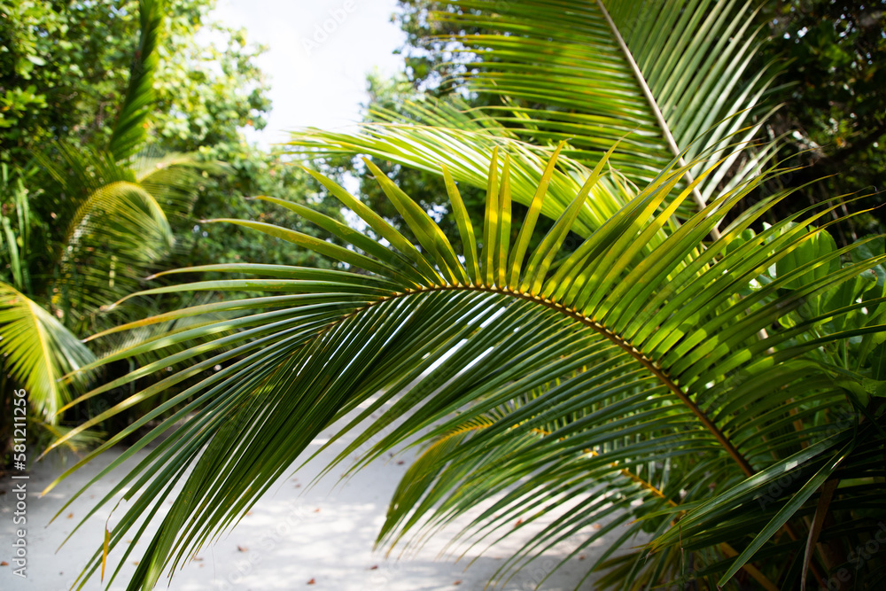 Fototapeta premium lush green tropical vegetation background