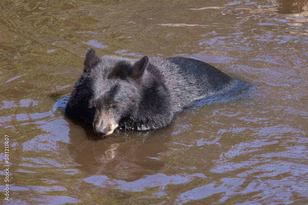 Black Bear swimming in a muddy stream Black Bear swimming in a muddy stream