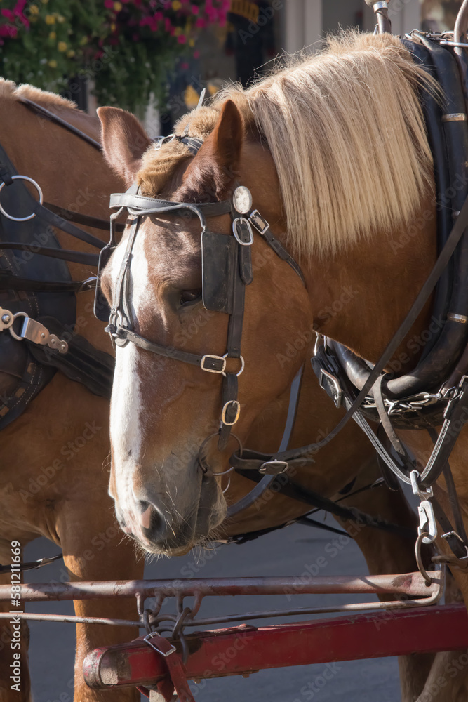 Horses in harness for pulling