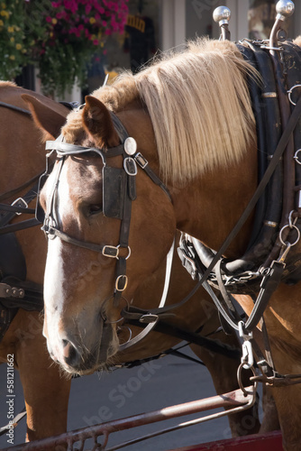 Horses in harness for pulling