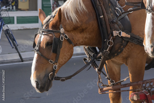 Horses in harness for pulling © Allen Penton