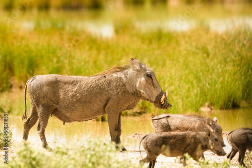 Warthog with piglets standing at waterhole in warm green bush  no sky