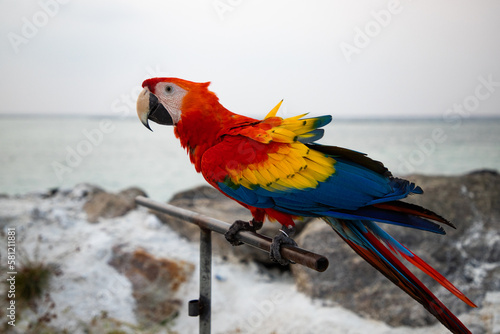 parrot   Macaw Close Up portrait