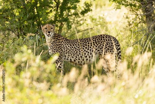 Cheetah in warm light facing observer behind grass, surrounded by natural green bush, no sky