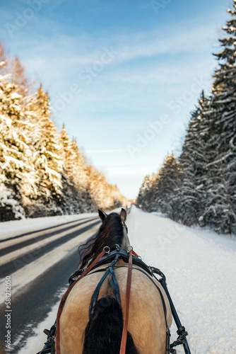 a horse in a harness runs through a snowy forest
