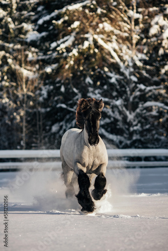 horse galloping through the snow