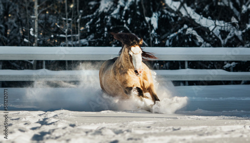 horse galloping through the snow