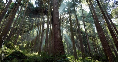 Sun flare over the pine forest in alishan national forest recreation area photo