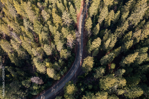 Aerial birds eye view of California landscape forest and dirt road © Josh-Lehew