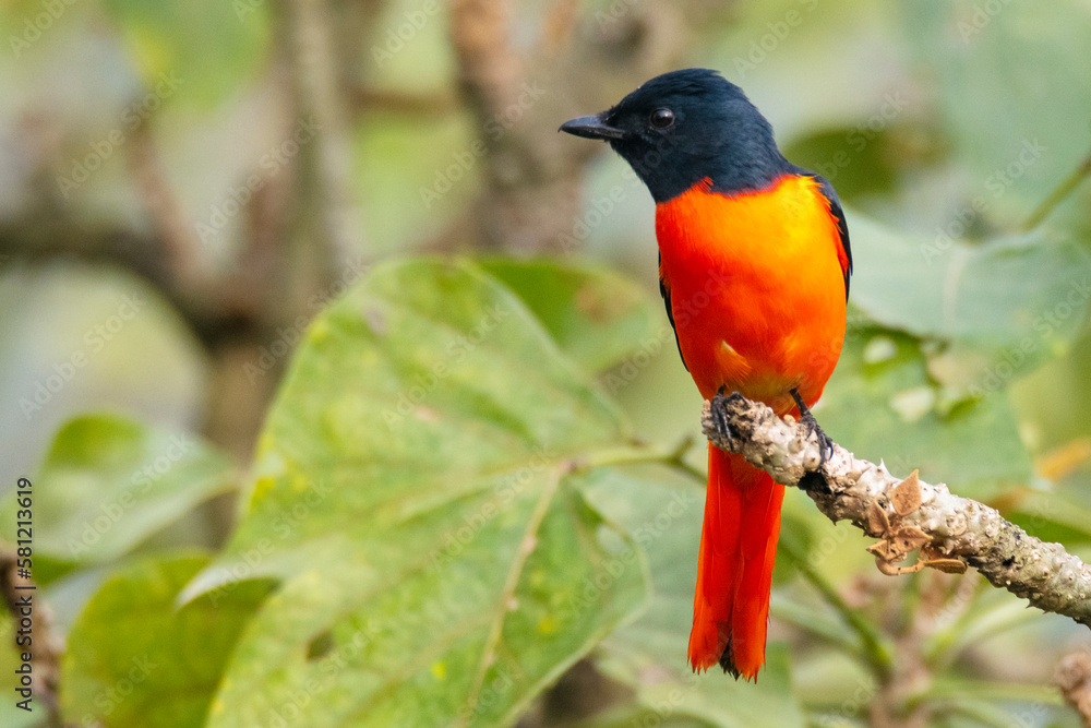 Birds of Bangladesh birds from satchori National park, sylhet, bangladesh Birds of Bangladesh birds from satchori National park, sylhet, bangladesh