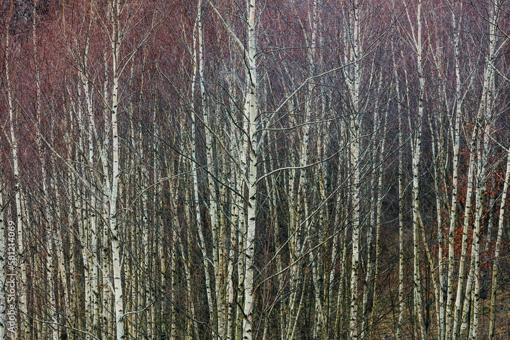 view of a birch grove in the Sudetes, Poland view of a birch grove in the Sudetes, Poland