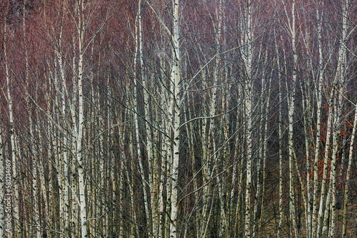 view of a birch grove in the Sudetes, Poland