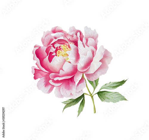 Watercolor illusrtation of a red peony flower head isolated
