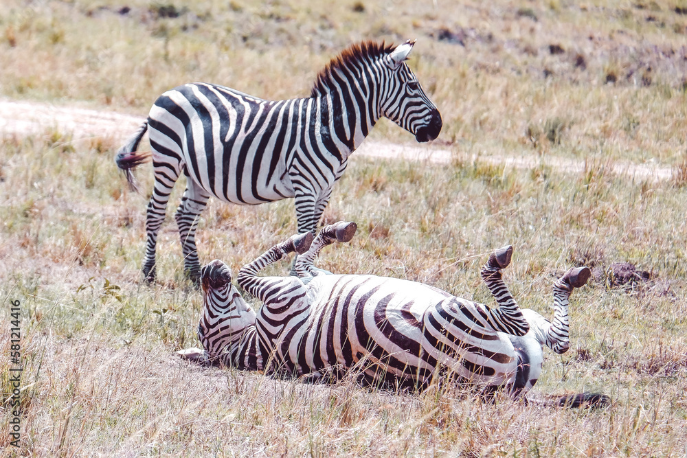 Obraz premium Plains zebra dustbathing on a sunny day in Maasai Mara National Reserve, Kenya