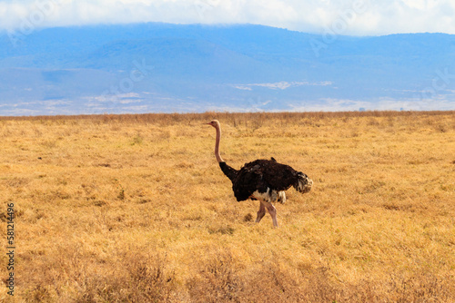 Male ostrich (Struthio camelus) in savanna in Ngorongoro Crater National park in Tanzania. Wildlife of Africa