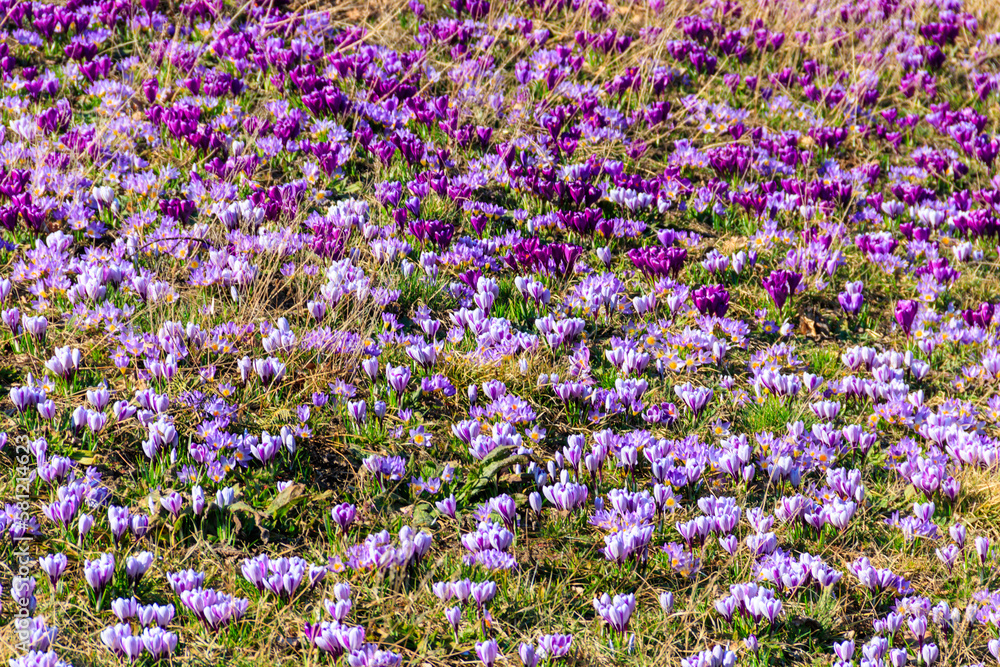 Fototapeta premium Purple crocus flowers on the lawn at spring