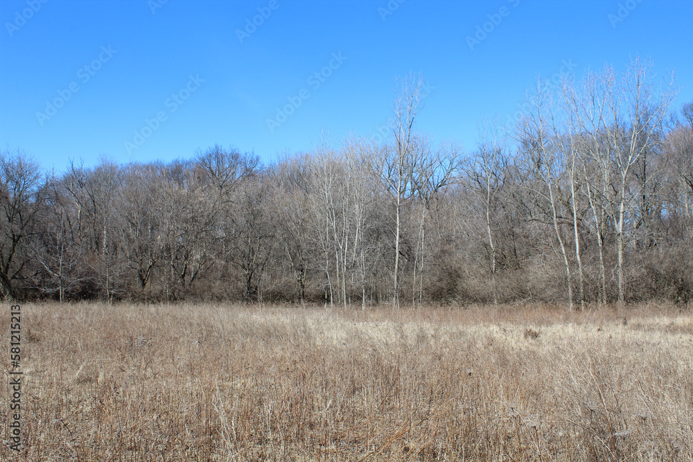 Meadow at Linne Woods on a clear day in Morton Grove, Illinois in early with no leaves on trees