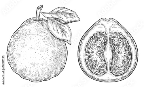 Pomelo grapefruit, mandarin citrus juicy fruit botanical outline sketch. Tropical pummelo pear. Exotic sour lemon, fresh citron. Whole, half part. Vitamin food. Vintage engraving. Ink vector drawing