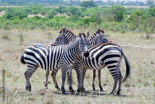 Plains zebras huddle together on a sunny day in Maasai Mara National Reserve, Kenya © TYouth