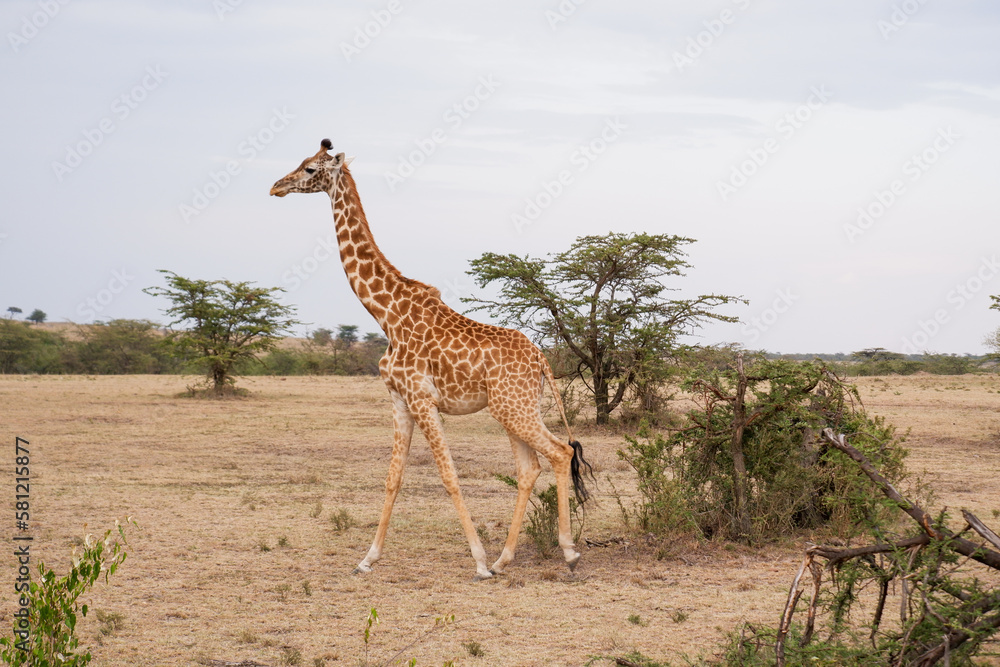 Obraz premium Giraffe walks through the bush in the Maasai Mara, Kenya