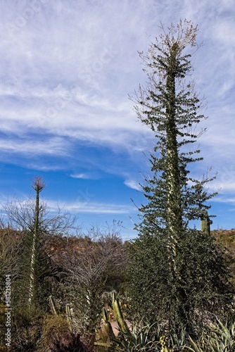 Boojum Tree, Fouquieria columnaris, in the desert. photo