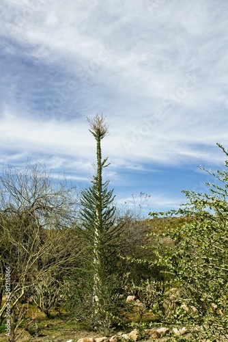 Boojum Tree, Fouquieria columnaris, in the desert.