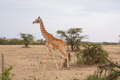 Giraffe walks through the bush in the Maasai Mara  Kenya