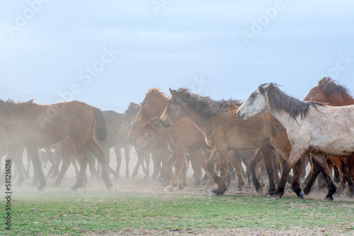 Wild horses  aka Y  lk   Atlar    are running to freedom. Taken near H  rmetci Village  between Cappadocia and Kayseri  Turkey.  