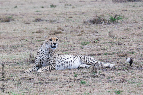 Cheetah with a full belly relaxes in the Maasai Mara, Kenya