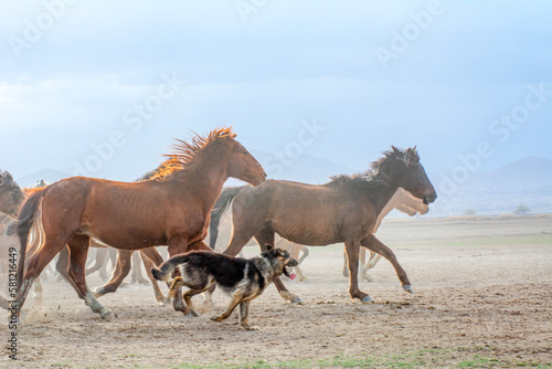 Wild horses (aka Yılkı Atları) are running to freedom. Taken near Hürmetci Village, between Cappadocia and Kayseri, Turkey.   © blackdiamond67