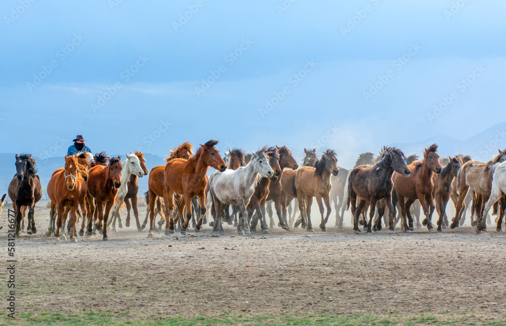 Fototapeta premium Wild horses (aka Yılkı Atları) are running to freedom. Taken near Hürmetci Village, between Cappadocia and Kayseri, Turkey.
