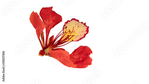 Poinciana regia or Delonix regia flowers isolated from background. The most common names are: royal poinciana, flamboyant, acacia rubra, phoenix flower, flame of the forest, or flame tree